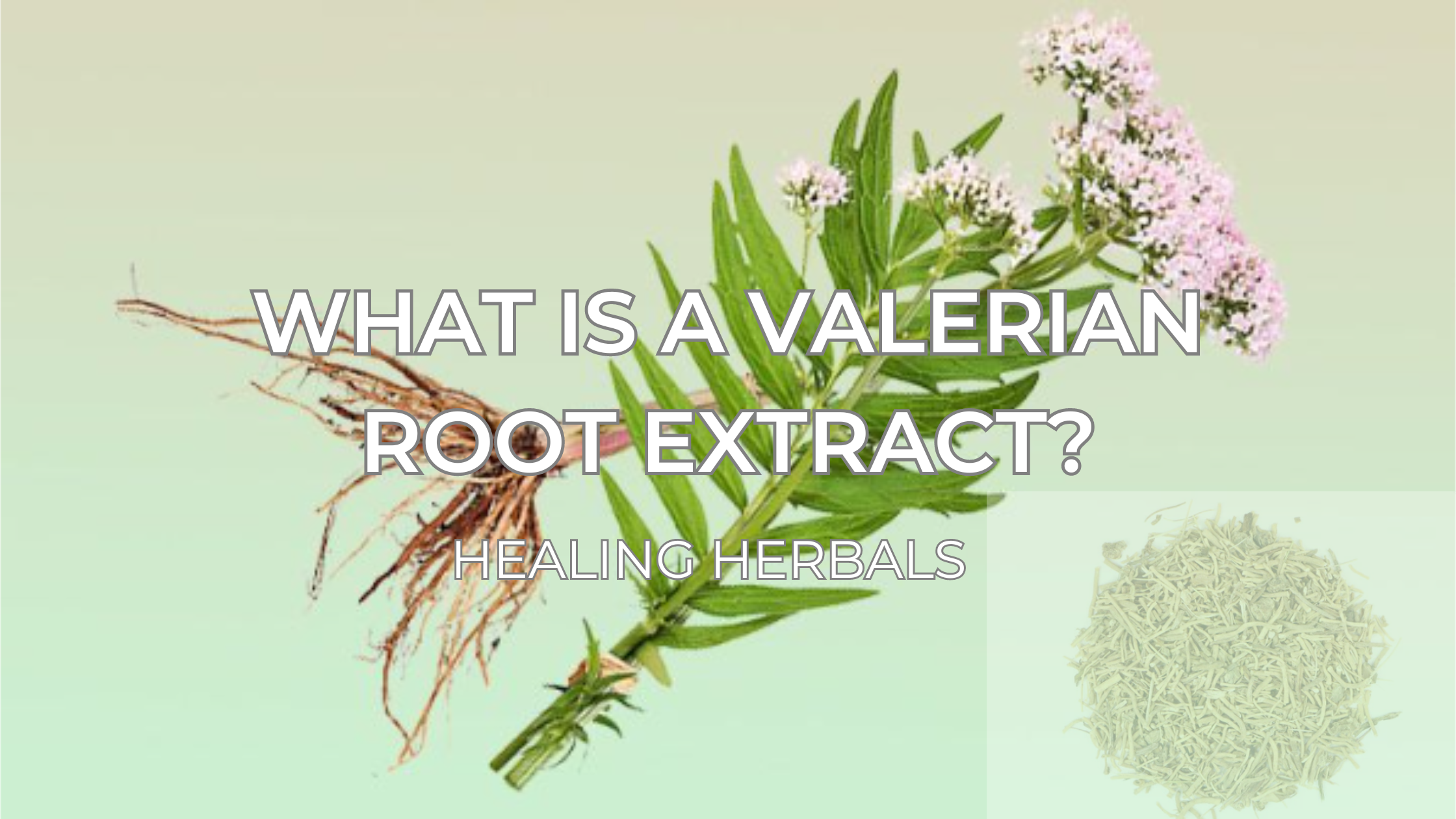 What is a Valerian Root Extract?