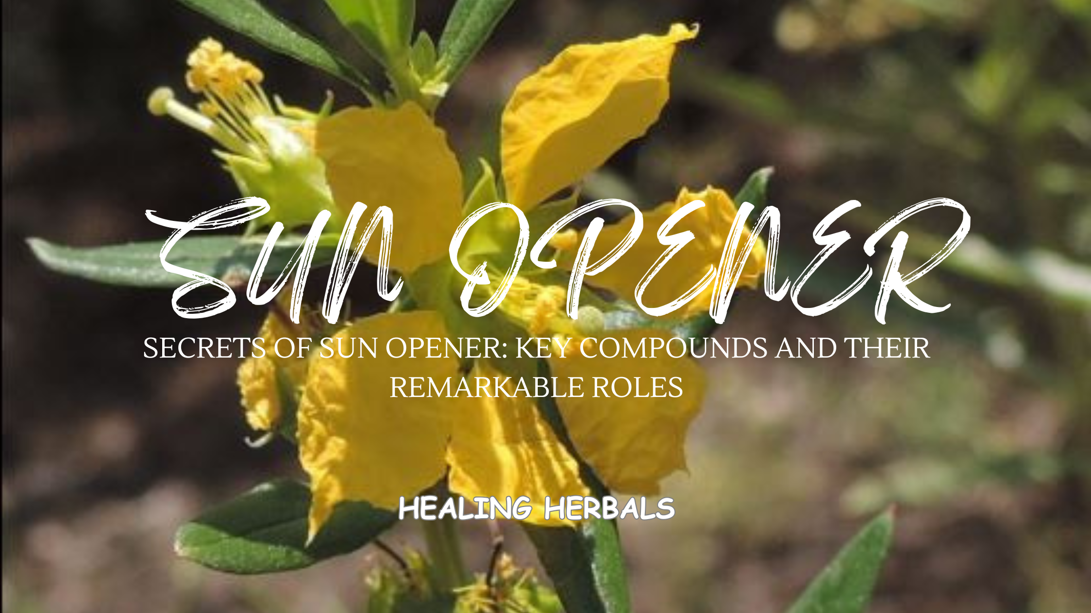 Secrets of Sun Opener: Key Compounds and Their Remarkable Roles