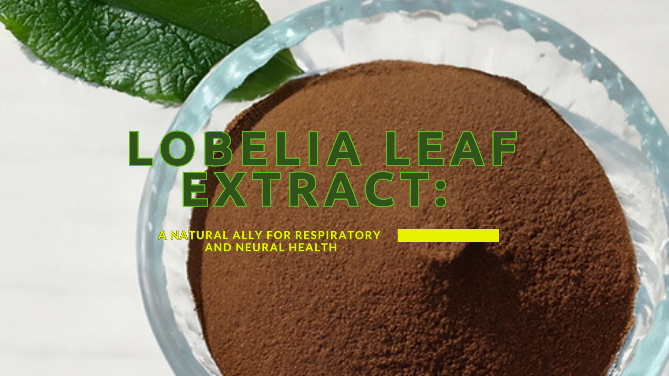 Lobelia Leaf Extract: A Natural Ally for Respiratory and Neural Health