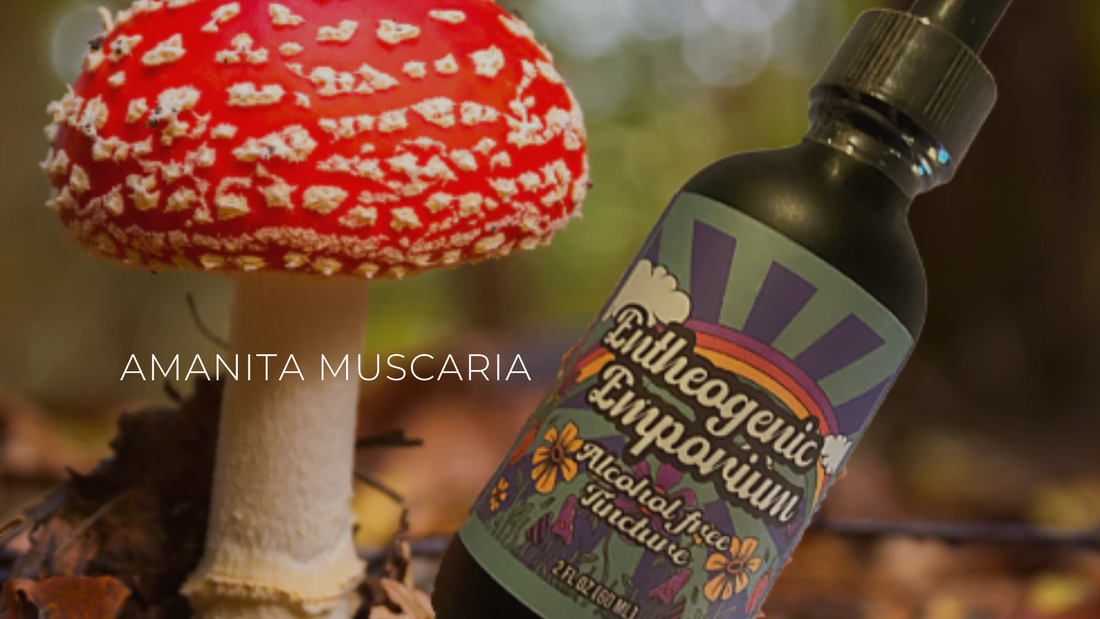 Amanita Muscaria Growth Environment: What You Need to Know