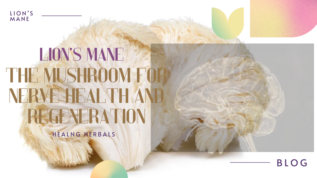 Lion's Mane: The Mushroom for Nerve Health and Regeneration