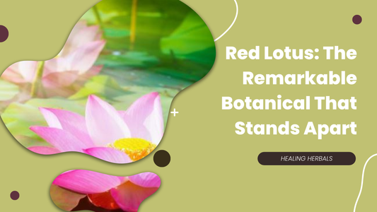 Red Lotus: The Remarkable Botanical That Stands Apart