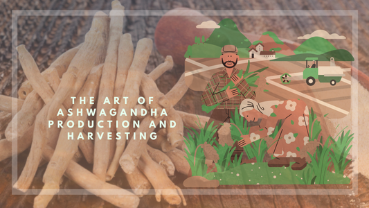 The Art of Ashwagandha Production and Harvesting