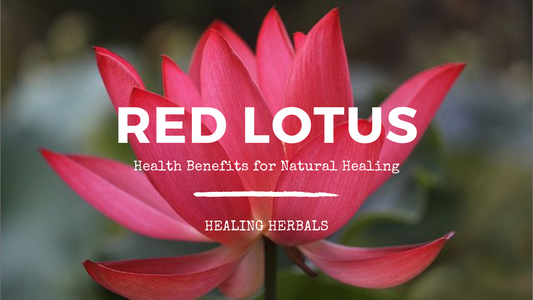 Red Lotus Health Benefits for Natural Healing