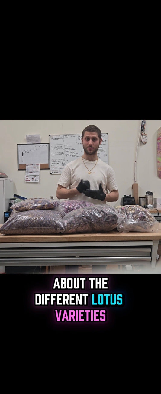 blue, red, white lotus varieties & there differences