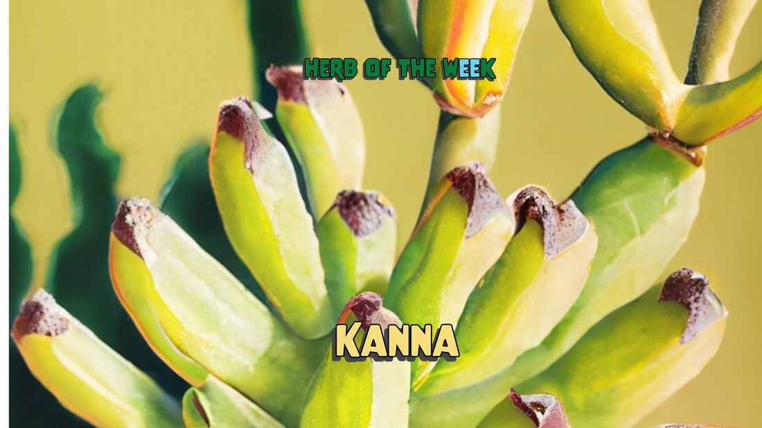 Kanna: South Africa's Natural Mood-Boosting Herb