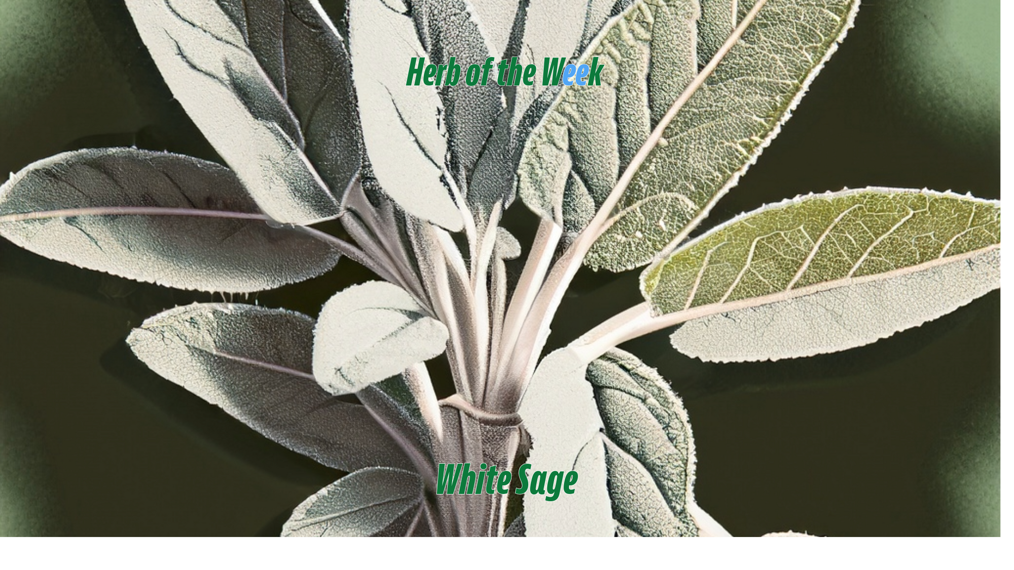 Herb of the Week: White Sage – Exploring Its Traditional Uses and Modern Appeal