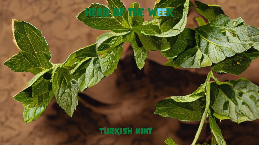 Turkish Mint: Refreshing Tradition and Taste