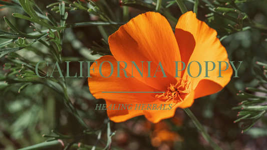 California Poppy Benefits for Anxiety and Sleep