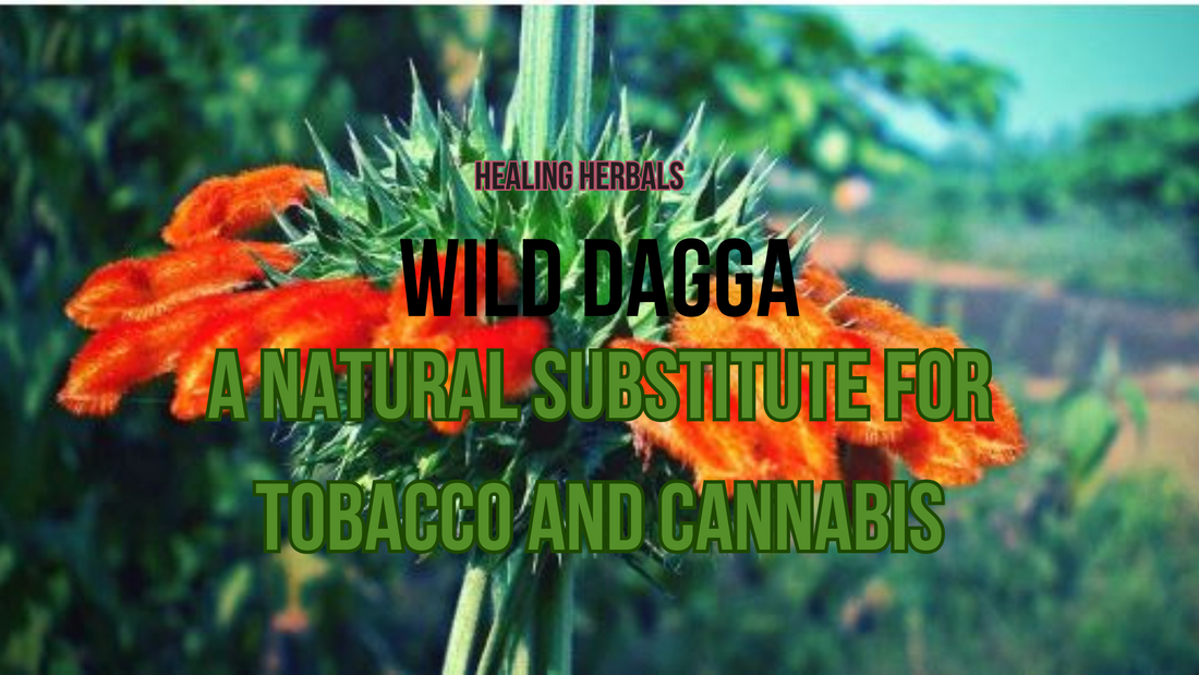 Wild Dagga: A Natural Substitute for Tobacco and Cannabis