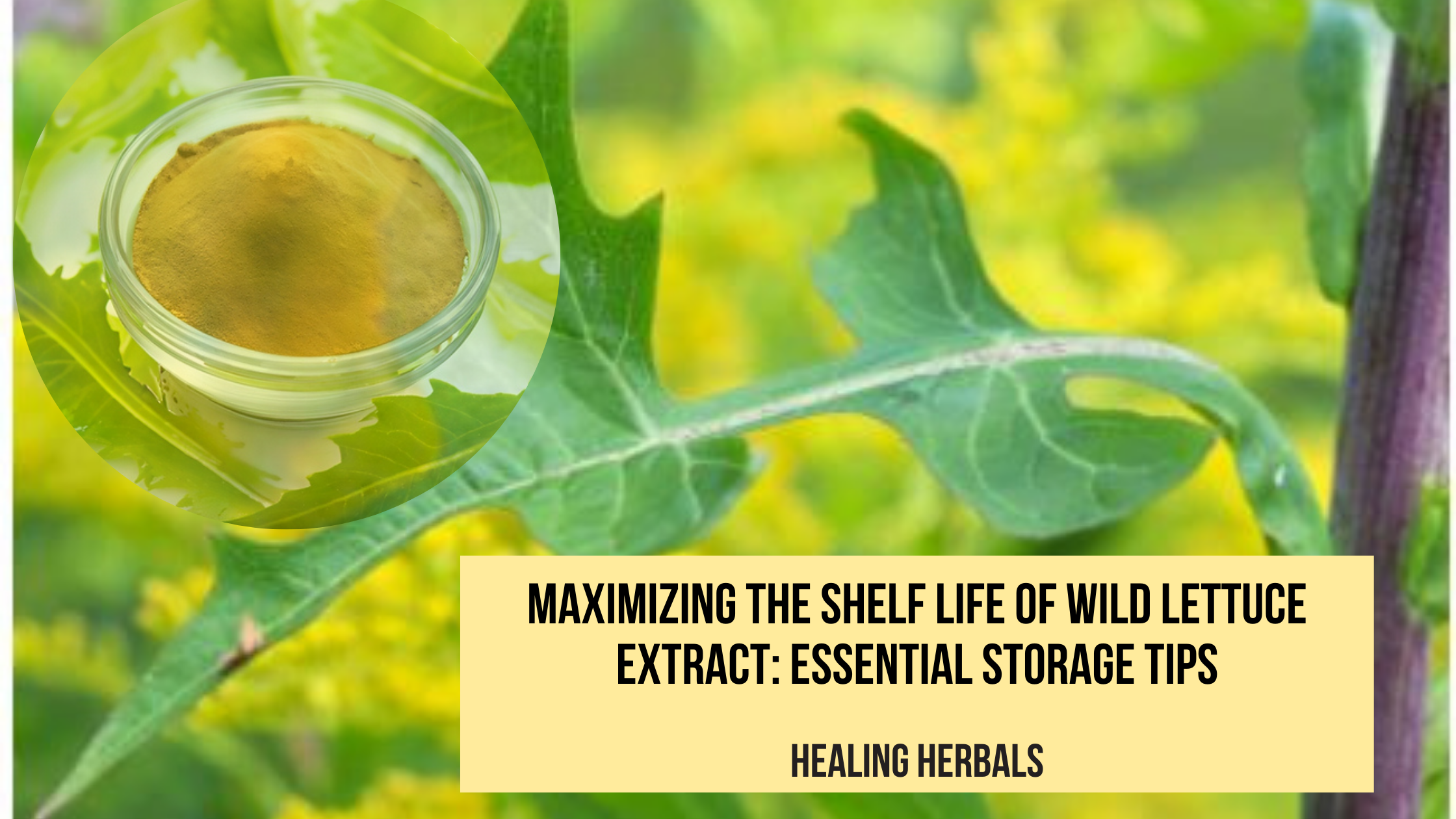 Maximizing the Shelf Life of Wild Lettuce Extract: Essential Storage Tips