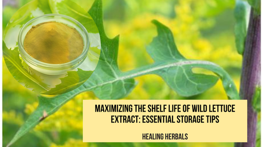 Maximizing the Shelf Life of Wild Lettuce Extract: Essential Storage Tips