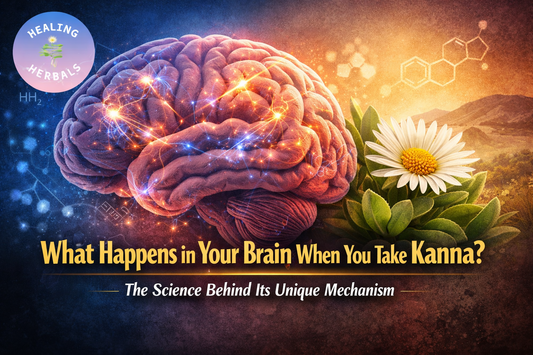 Kanna plant and glowing brain illustration representing how Sceletium tortuosum interacts with neural pathways.