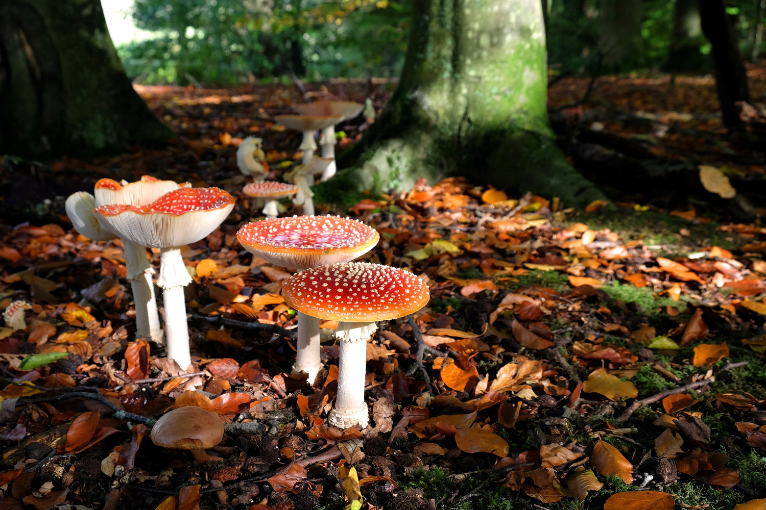 Amanita Muscaria