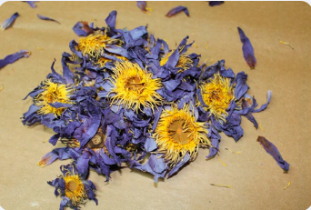 Blue Lotus