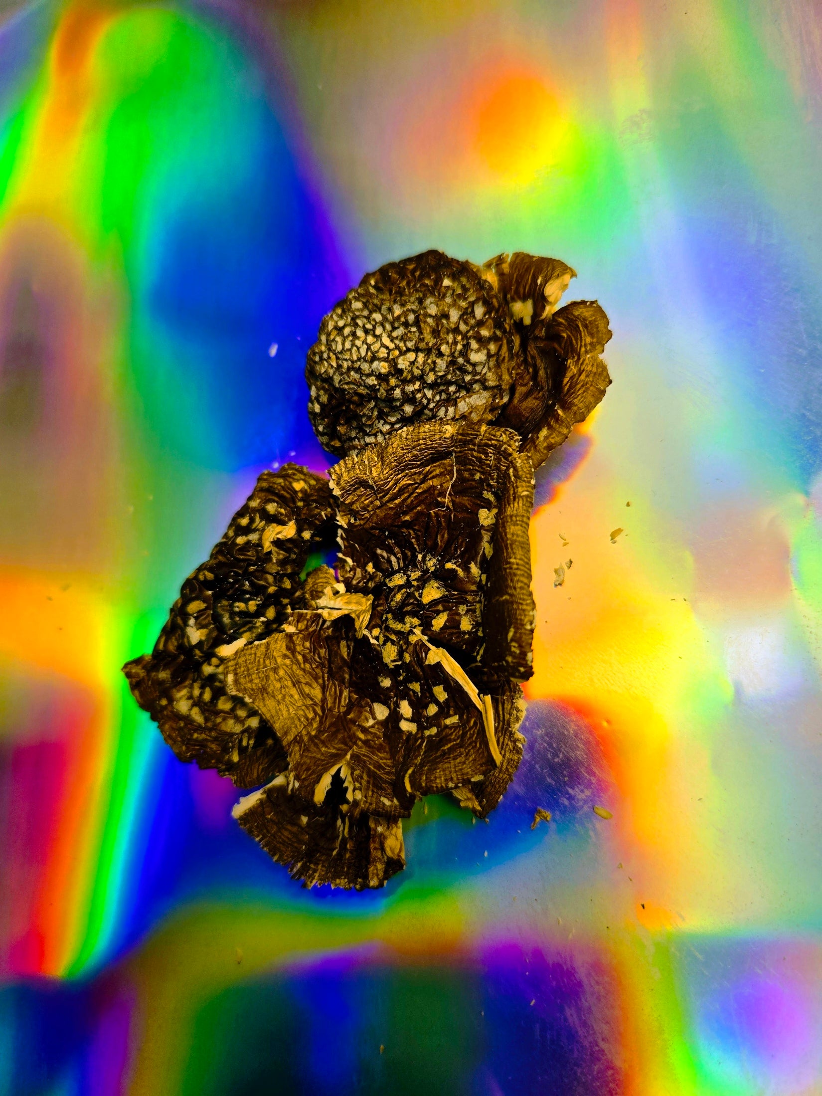 Top-down close-up of dried mushroom pieces with textured caps and stems, displayed on a vibrant holographic rainbow background highlighting natural detail and color contrast.