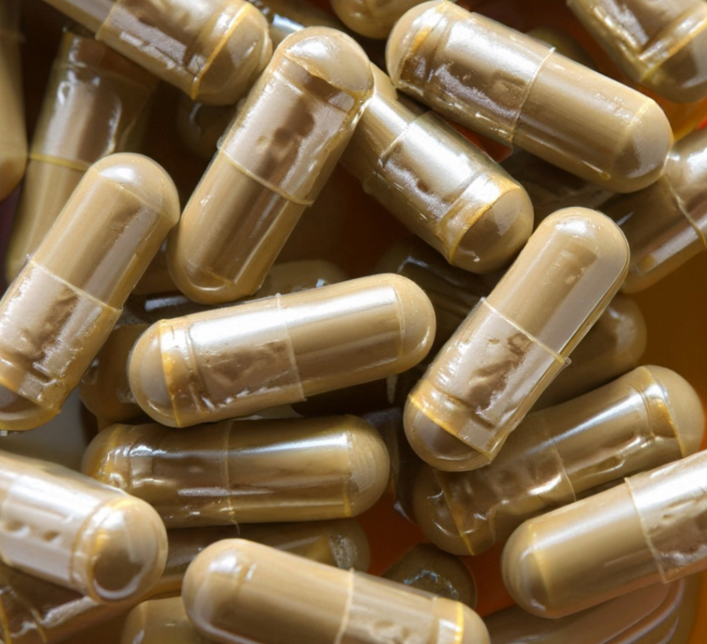 Macro close-up of transparent capsules containing finely ground herbal powder, showing natural tan coloration and smooth capsule shells.