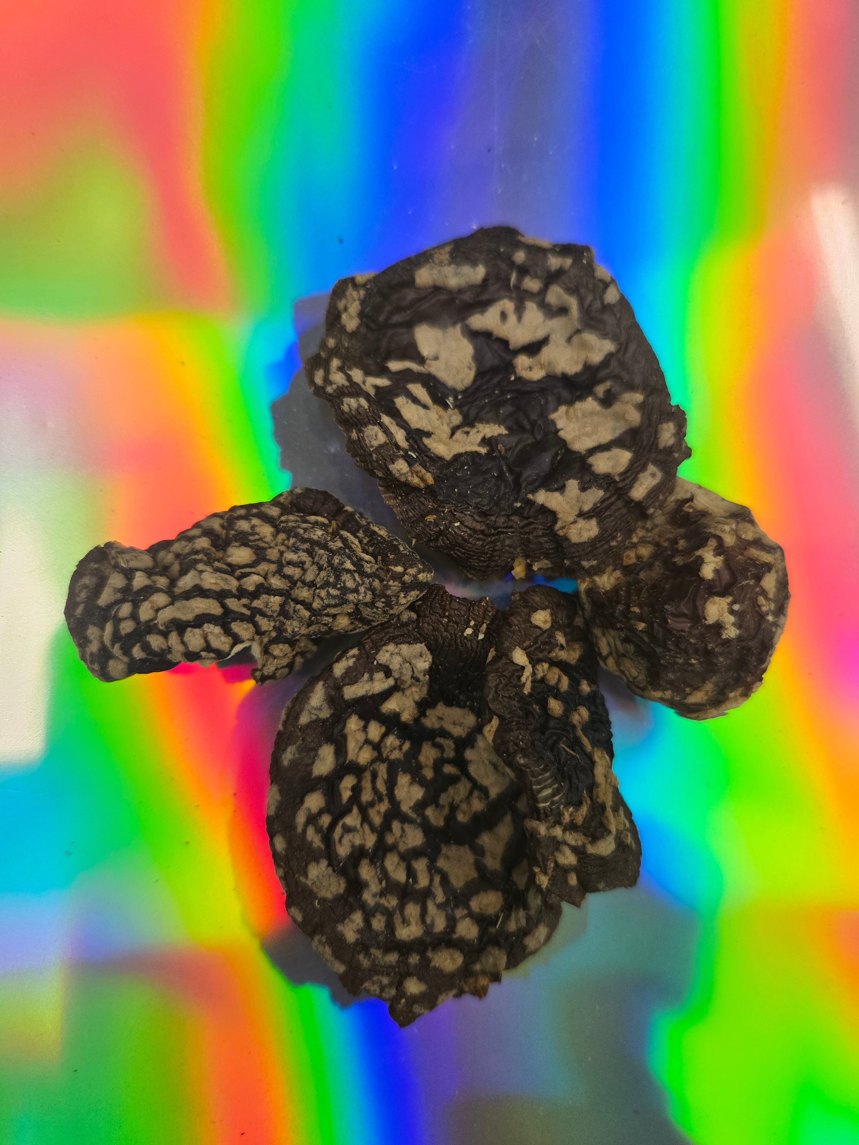 Top-down view of dried Amanita regalis mushroom caps with natural dark brown and tan patterning, displayed on a vibrant rainbow gradient background.