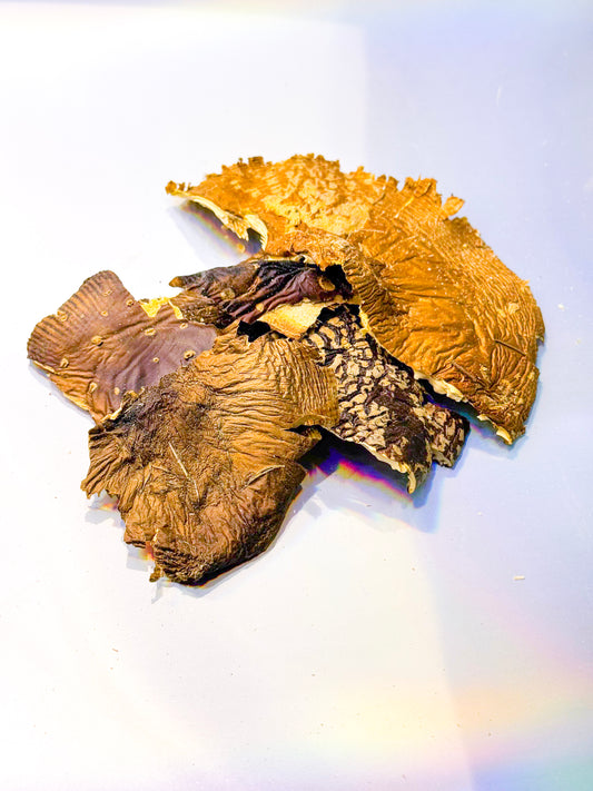 Close-up of dried mushroom caps in shades of golden brown and deep tan, showing textured surfaces and natural gill patterns, arranged on a light background with soft rainbow reflections.