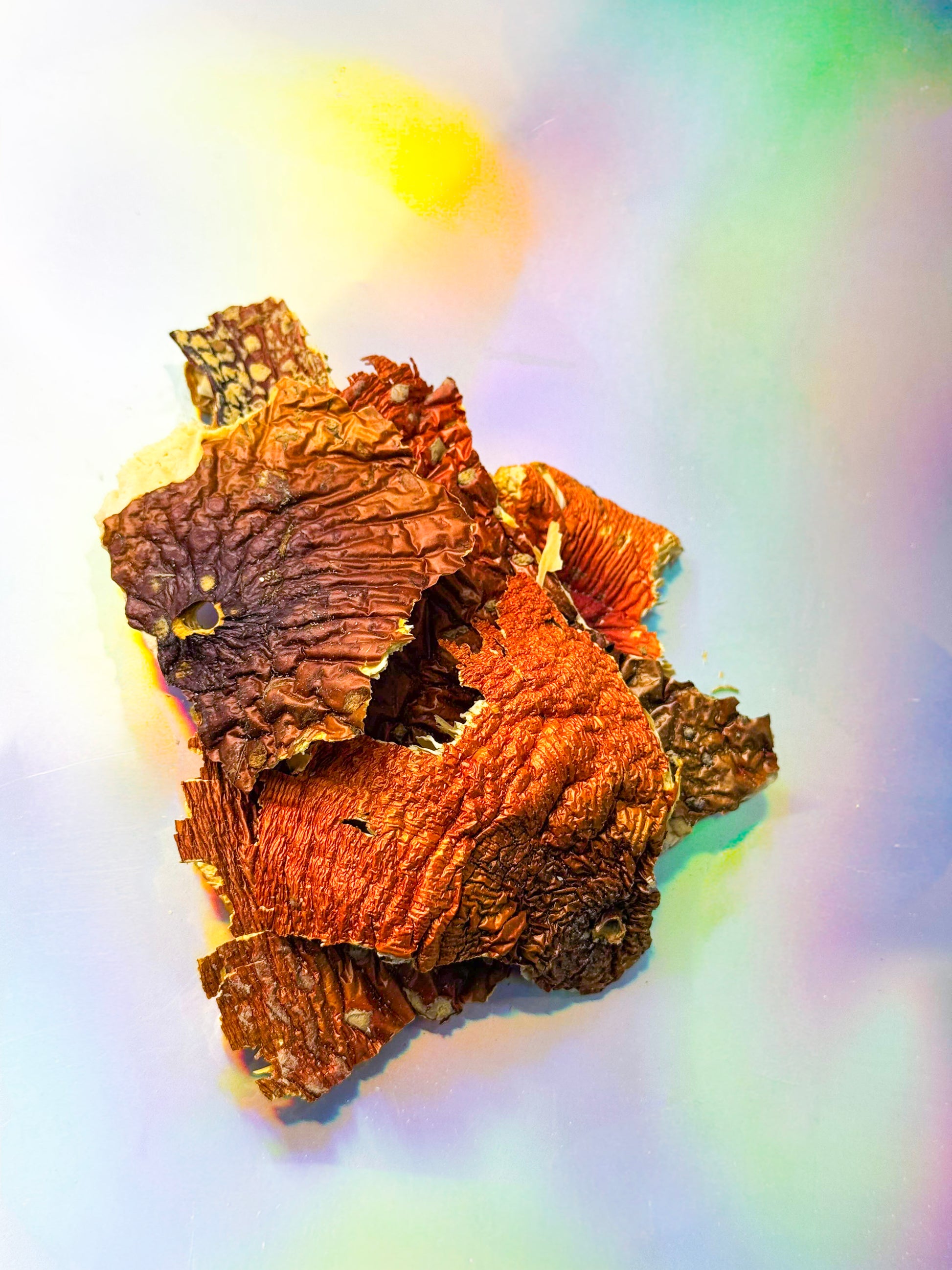 Close-up of dried mushroom pieces with deep reddish-orange and brown caps, showing wrinkled textures and natural gill details, displayed on a light surface with soft rainbow reflections.