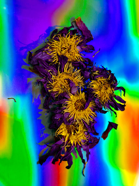 Blue Lotus Loose Leaf Tea Ethically Harvested By Healing Herbals