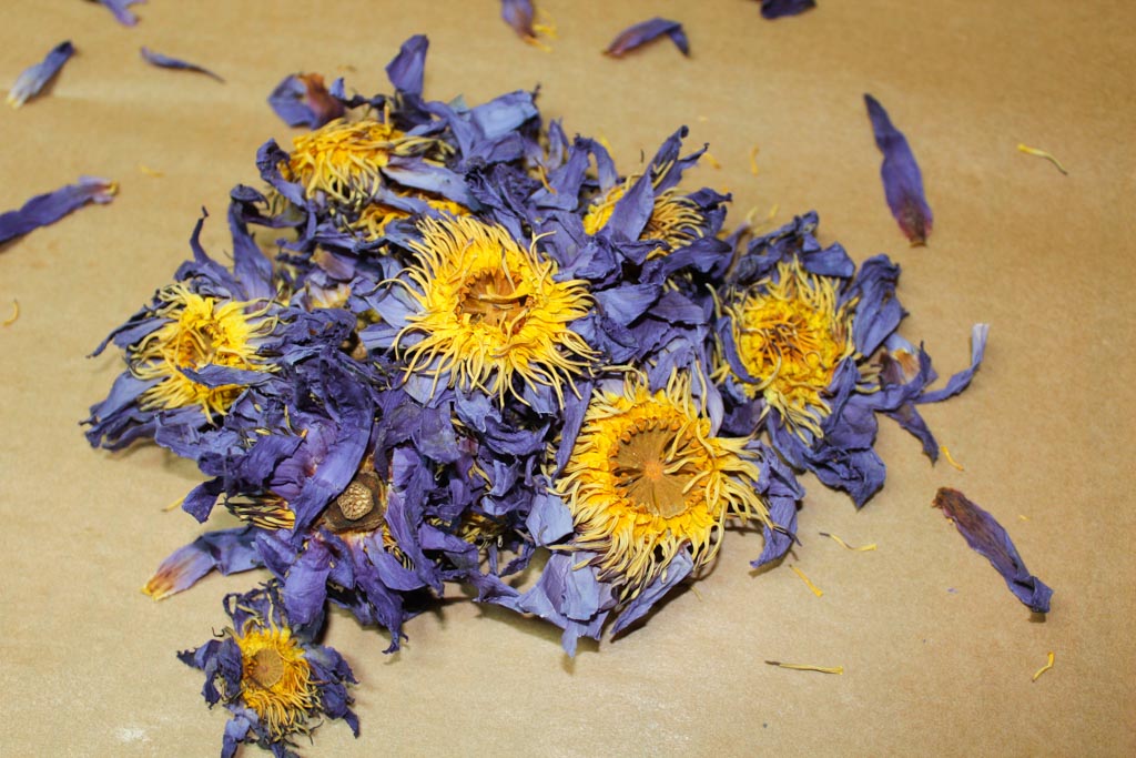 Close-up of dried blue lotus (Nymphaea caerulea) loose leaf tea by Healing Herbals, showing crinkled blue-purple petals and golden yellow centers scattered on a neutral brown surface.