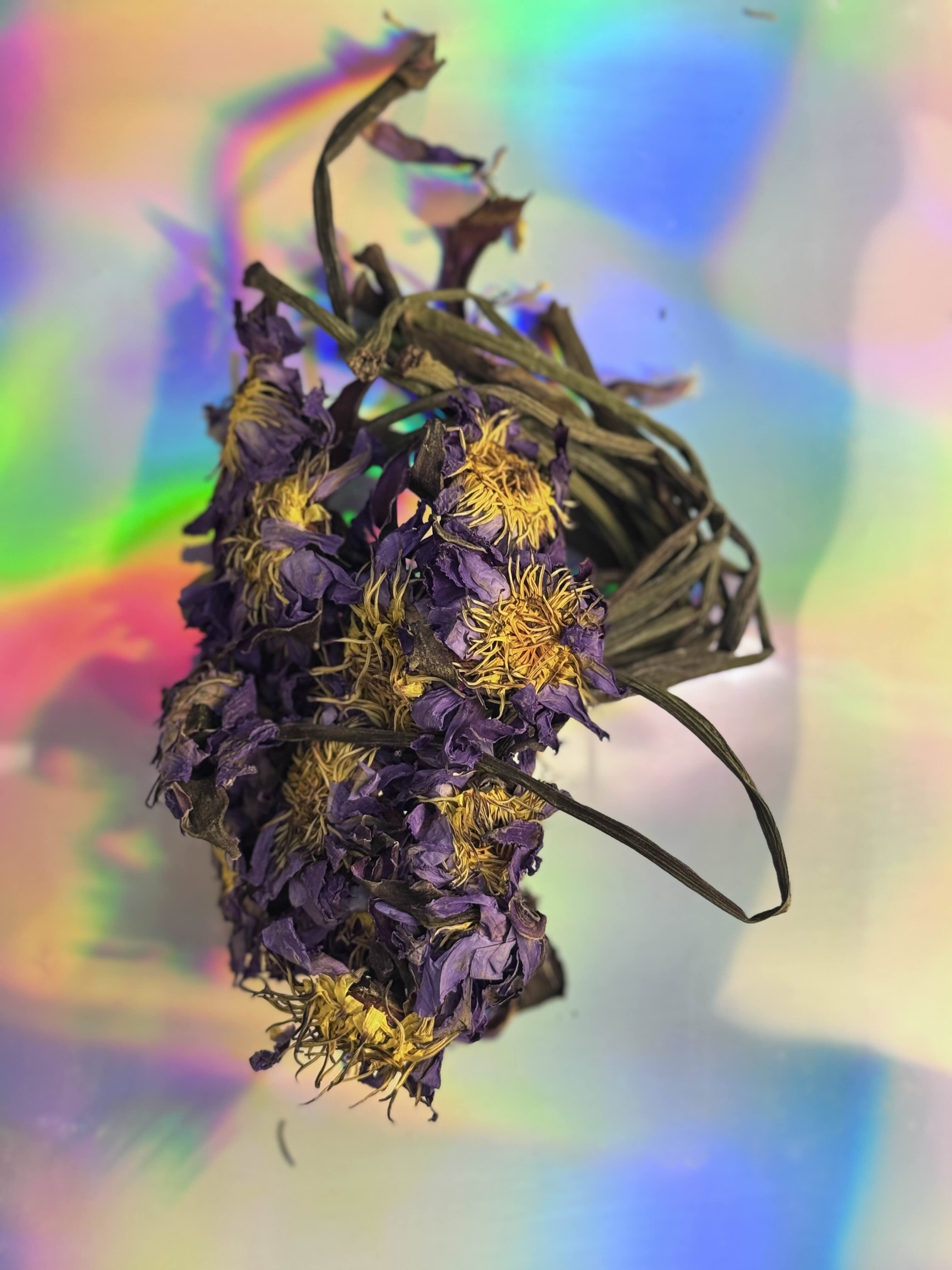 Dried blue lotus flowers with stems, photographed against a smooth gradient background.