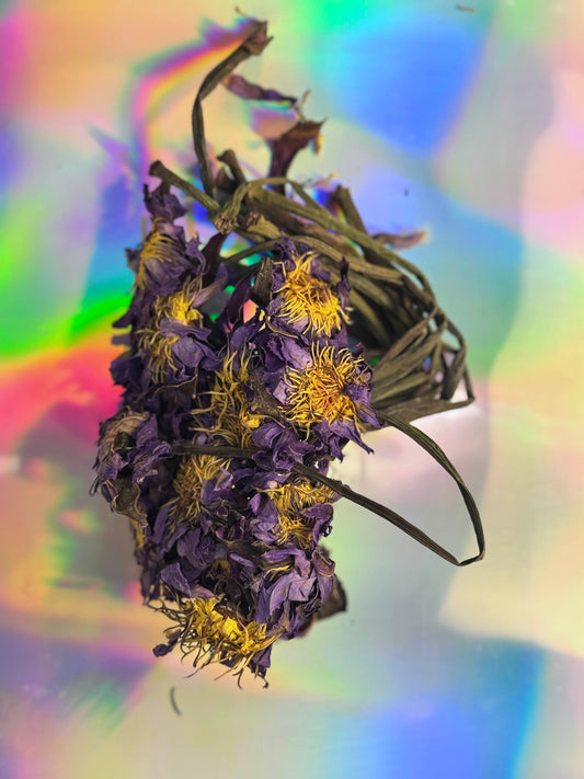 Blue Lotus With Stems Whole Dried Flower And Stem For Herbal Tea By Healing Herbals