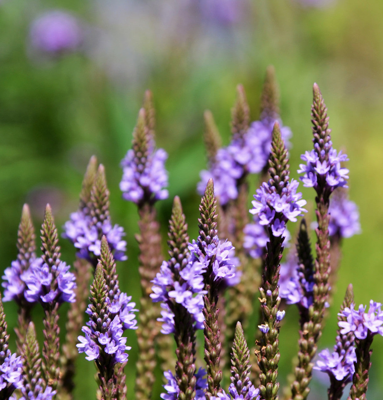 Organic Blue Vervain Loose Leaf Tea