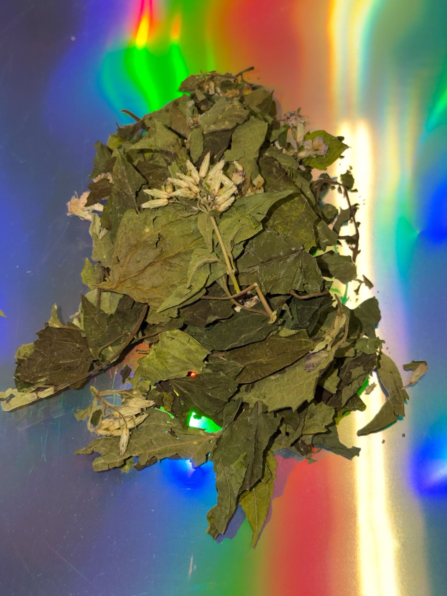 Leaves and the flower of the herb Calea Zacatechichi lay on a colofrul  gradient background.