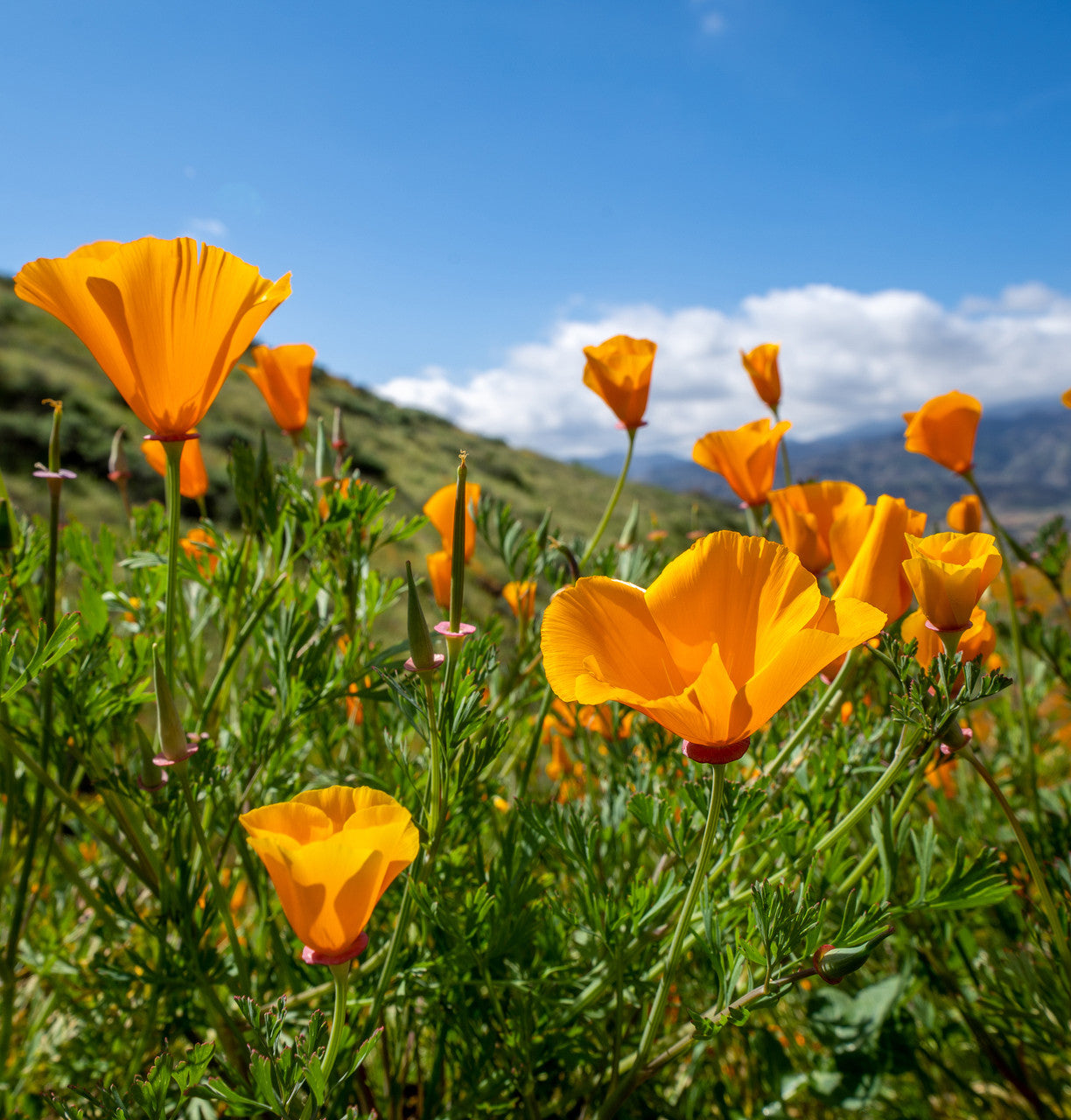 Organic California Poppy Loose Leaf Tea