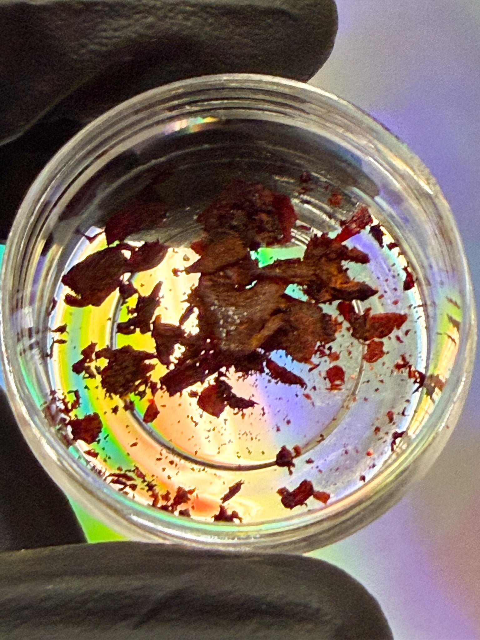 A red resinous dry extract in a clear jar over a colorful gradient background. The jar is being held in a hand with black gloves. 