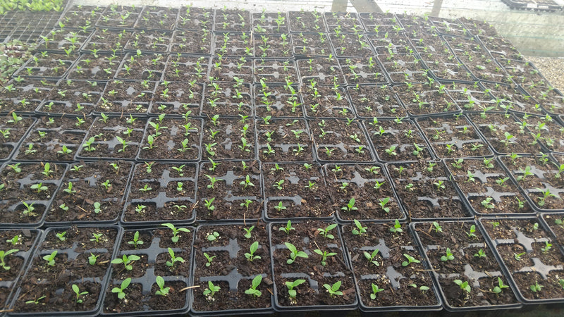 Rows of small wild dagga sprouts growing in nursery pots arranged in a grid.