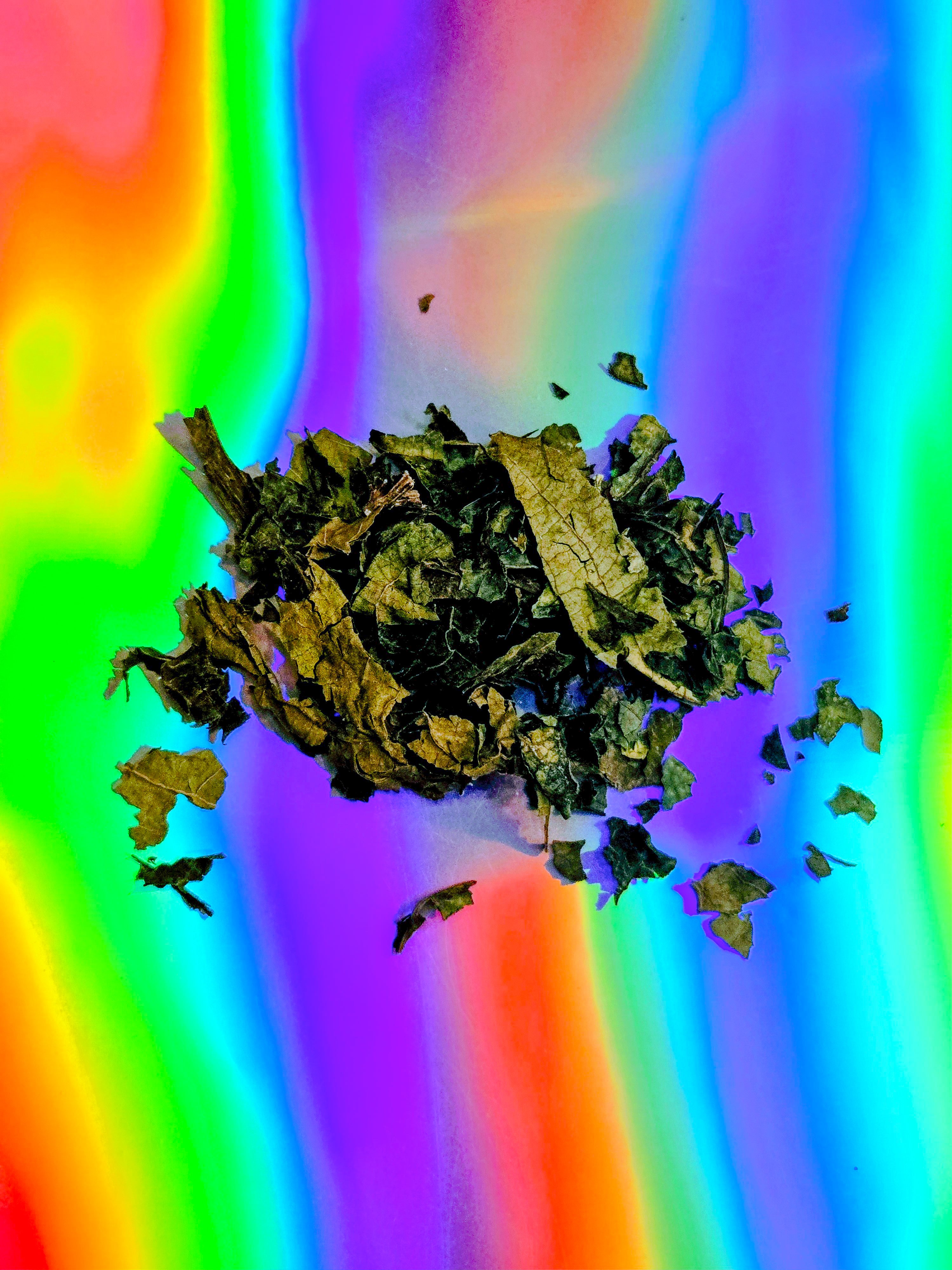 Top-down view of dried kava leaf (Piper methysticum) pieces, loosely scattered on a vibrant rainbow-gradient background, highlighting the leaf texture and natural green-brown tones.
