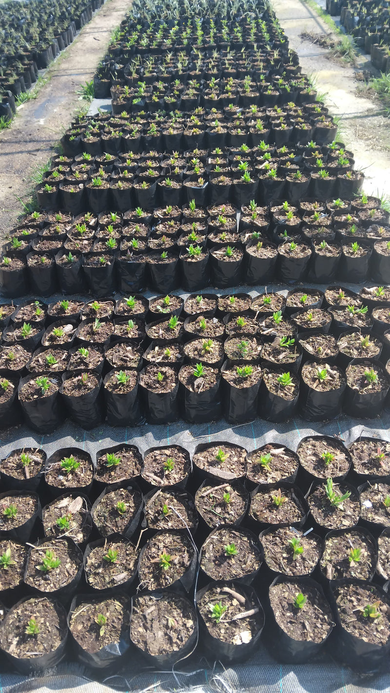Pictured is rows and rows of very small green kanna cuttings in black cloth pots on a sunny day. The plants have no more than a few leaves.