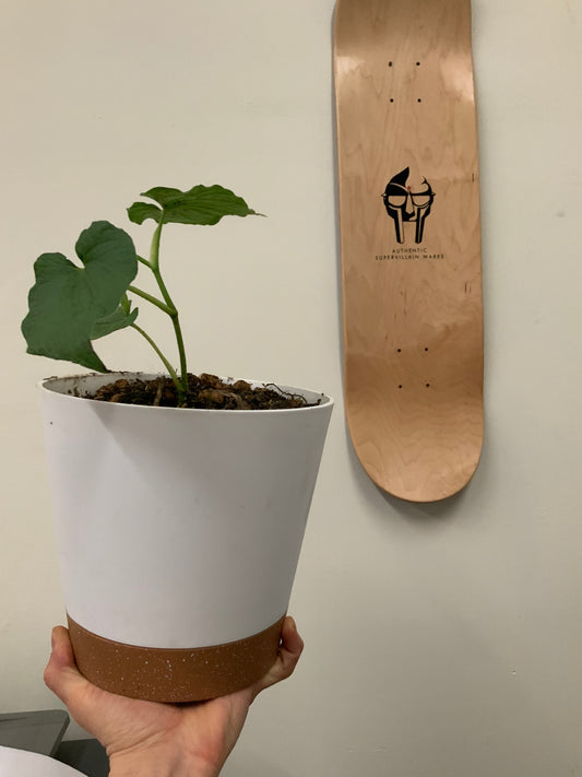 Hand holding a kava plant in a white pot with brown coloring at the base, set against a plain white background with a hanging board visible to the side.