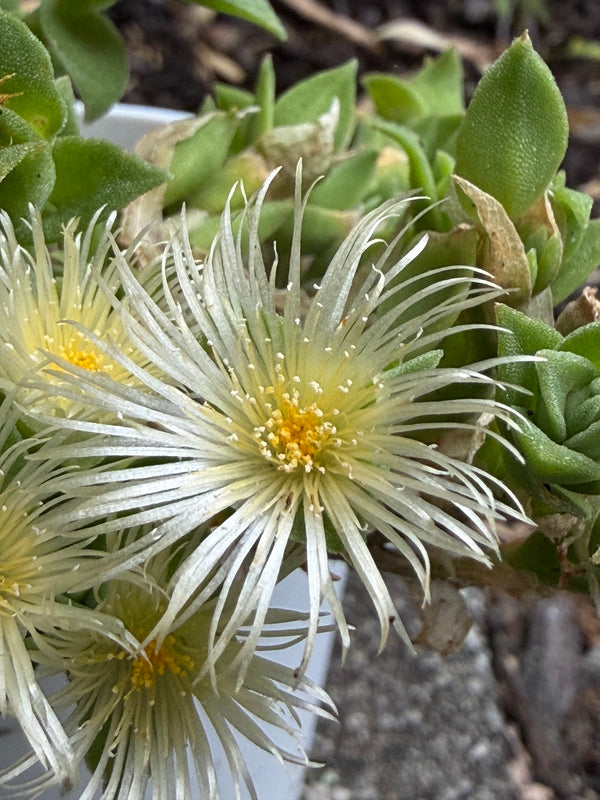 Kanna (Sceletium tortuosum) in flower at the Healing Herbals farm