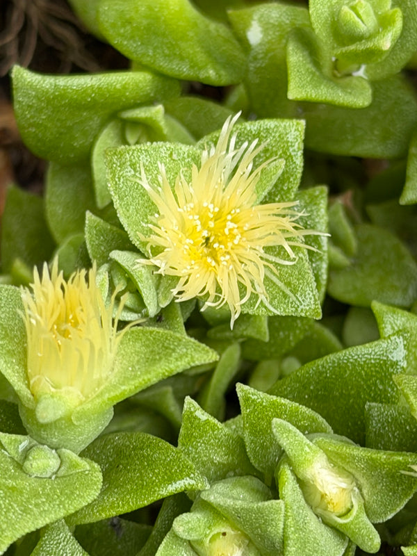 Kanna growing at the Healing Herbals farm in South Africa