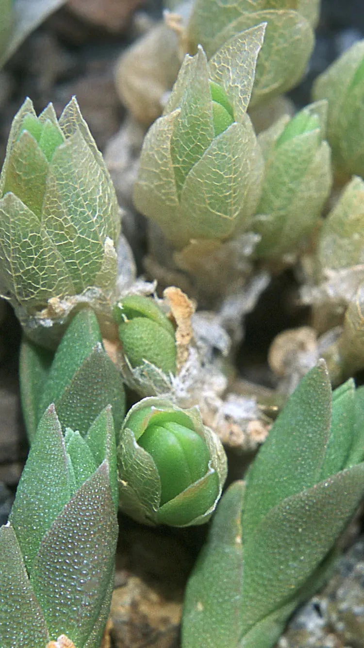 Kanna Succulent Plant Sceletium Tortuosum | Healing Herbals Store