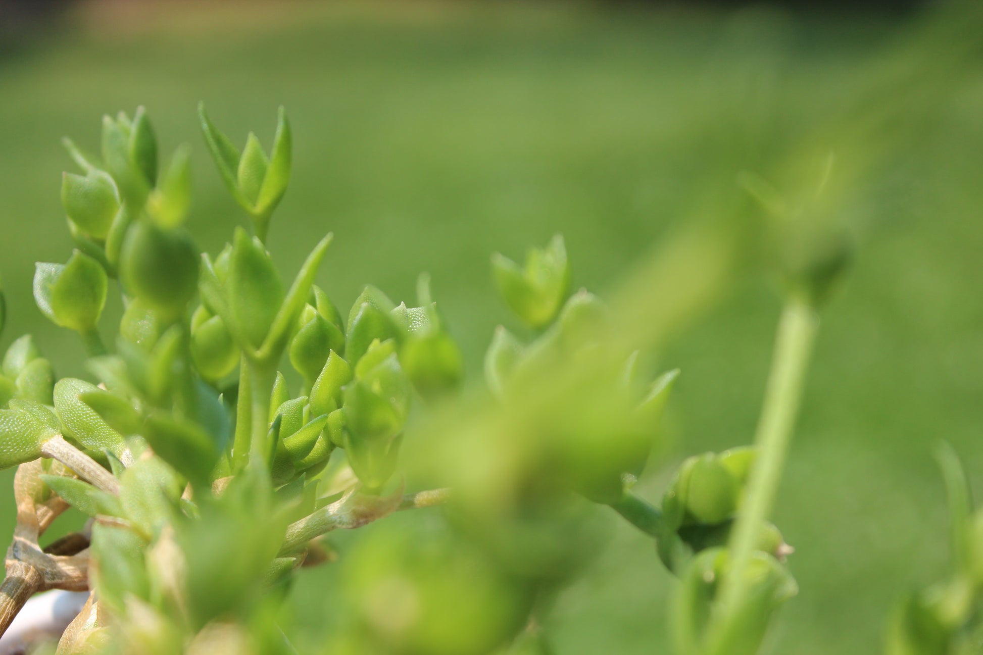 Pictured here is a large kanna plant taking up most of the foreground and some kanna is fuzzy as it's too close to the camera