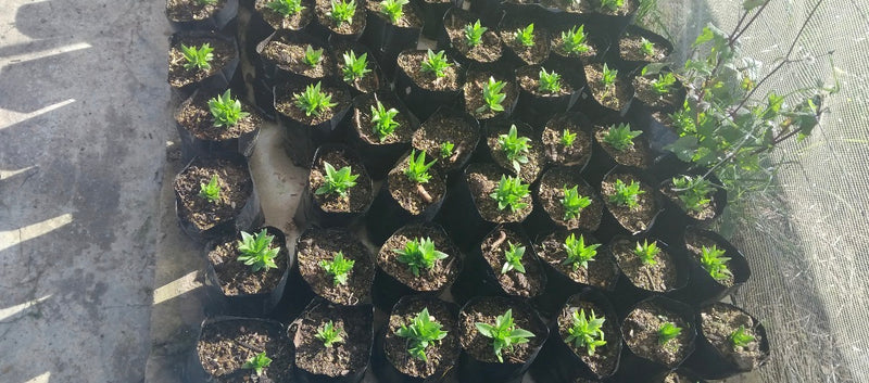 A large arrangement of small green succulent sceletium plants in individual black starter pots, stacked together on a concrete surface in a sunny spot.