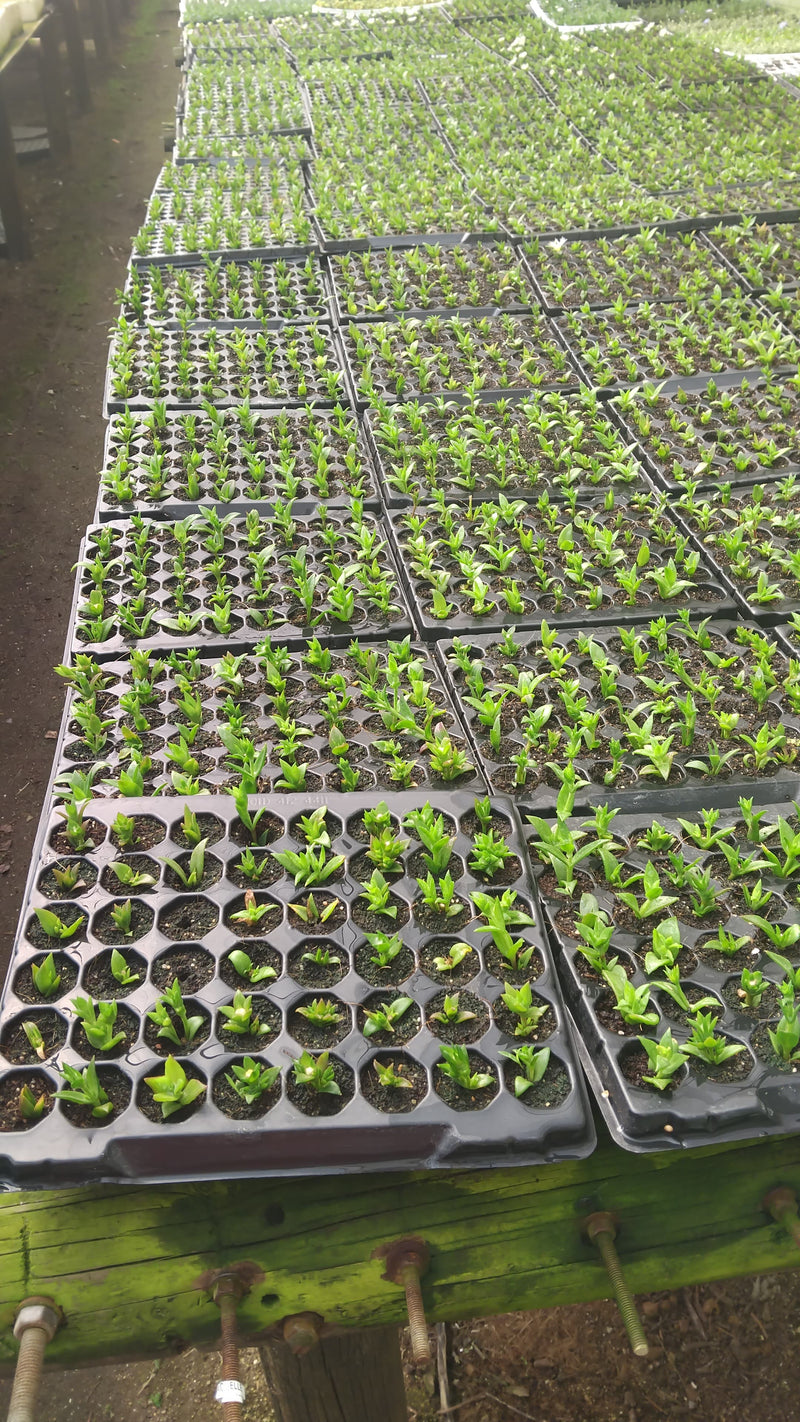 Hundreds of kanna seedlings in cubic seedling trays stacked next to each other in a large, long row of other kanna plants. 