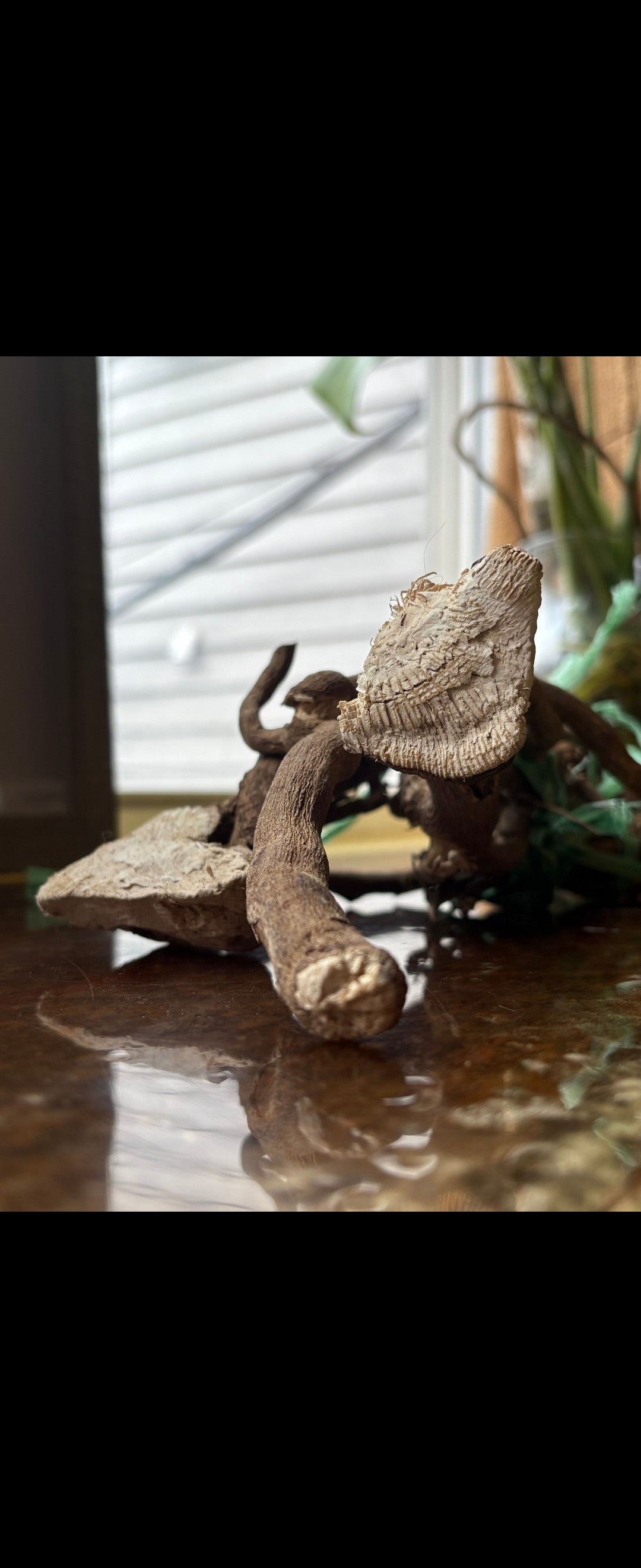 Whole dried kava roots with intact knobby stems and cut cross-sections, resting on a wooden surface in natural light with a softly blurred background.