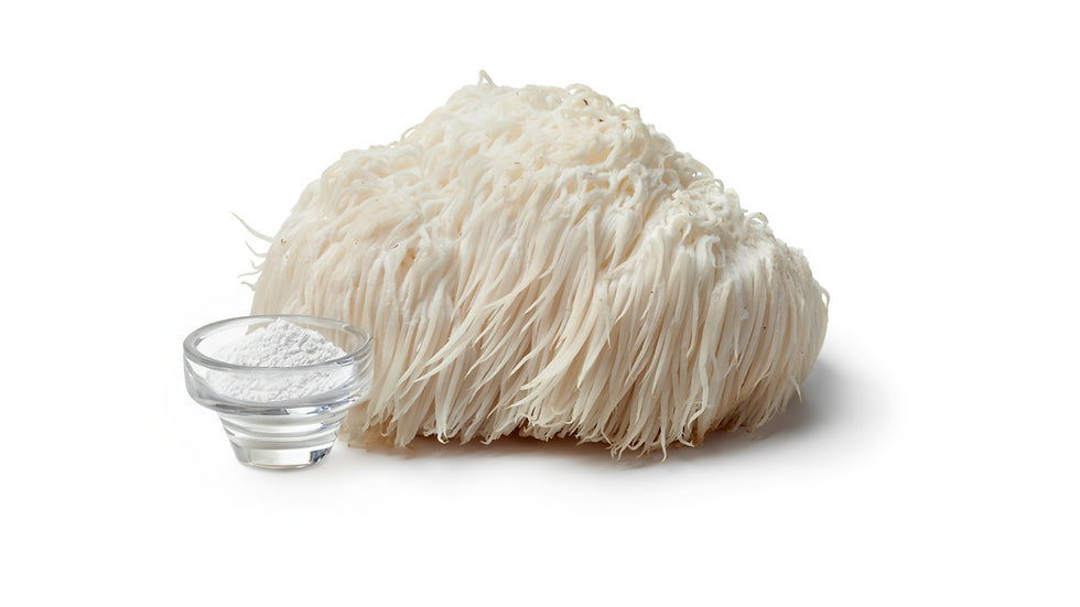 Lion’s mane mushroom extract powder displayed in a small clear glass dish beside a whole fresh lion’s mane mushroom, both shown on a clean white background.