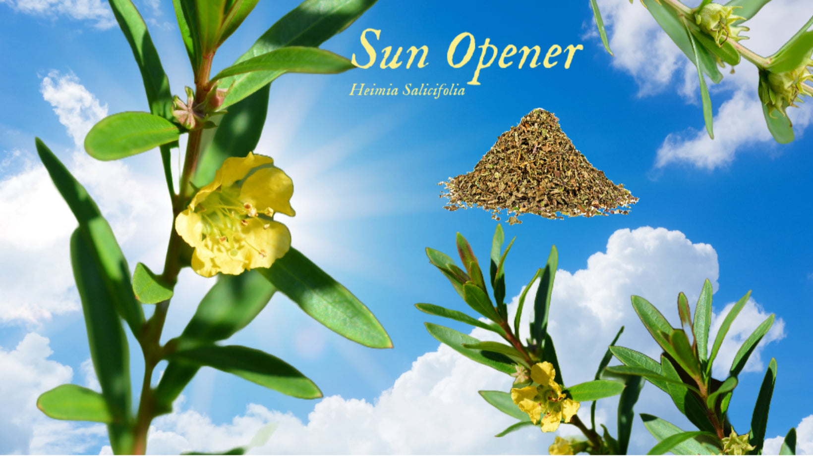 Organic Sun Opener (Heimia salicifolia) loose-leaf herbal blend shown with green stems and yellow flowers against a bright blue sky, featuring a small mound of dried crushed leaves, natural botanical by Healing Herbals.