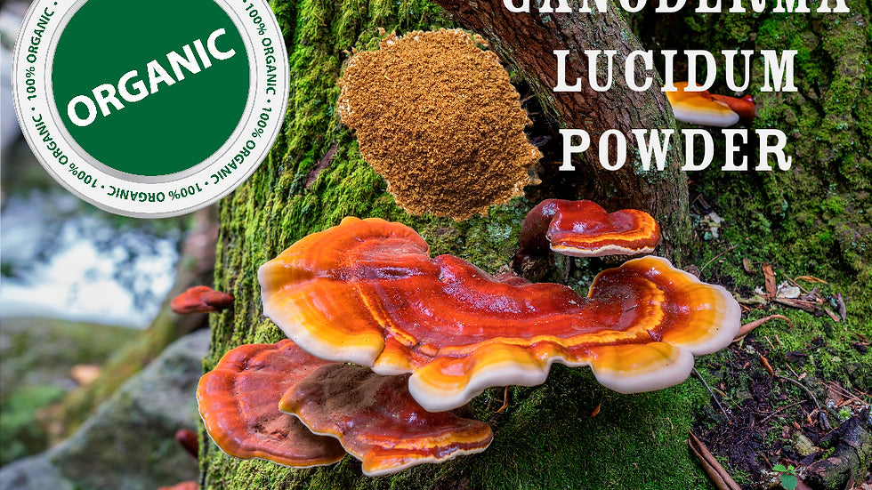 Organic Reishi mushroom powder (Ganoderma lucidum) displayed on a moss-covered tree trunk with vibrant red reishi fruiting bodies, featuring a fine brown powder and an “Organic” seal, by Healing Herbals.