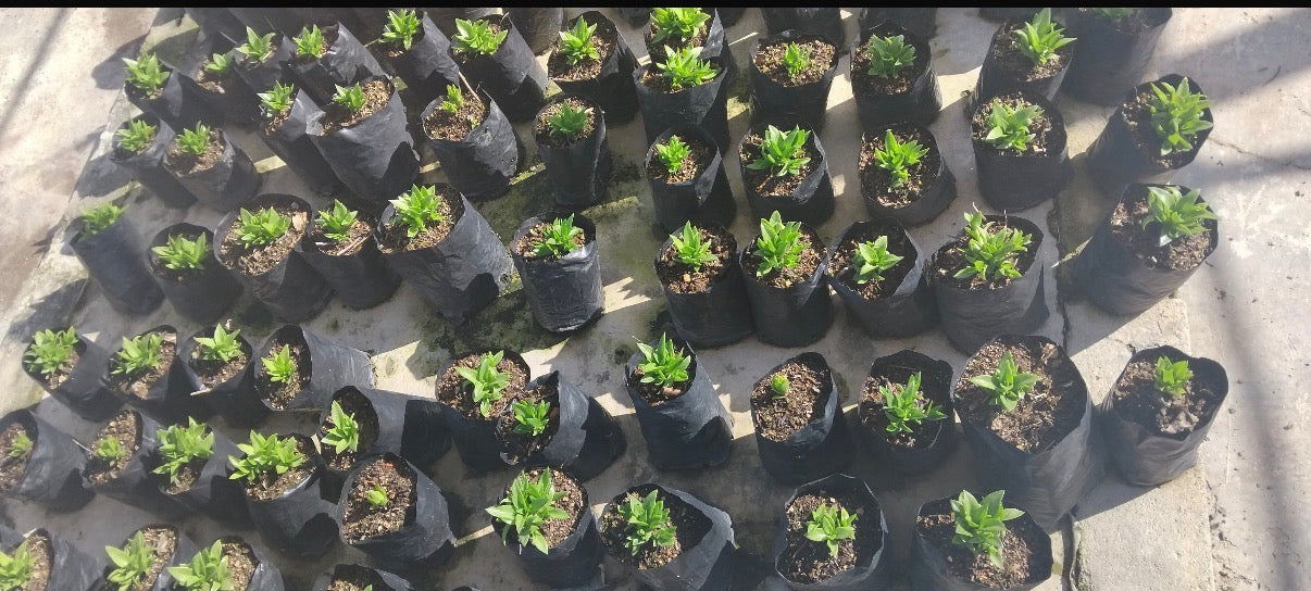 Multiple small green sceletium succulent seedlings in black plastic nursery bags arranged on a concrete surface.