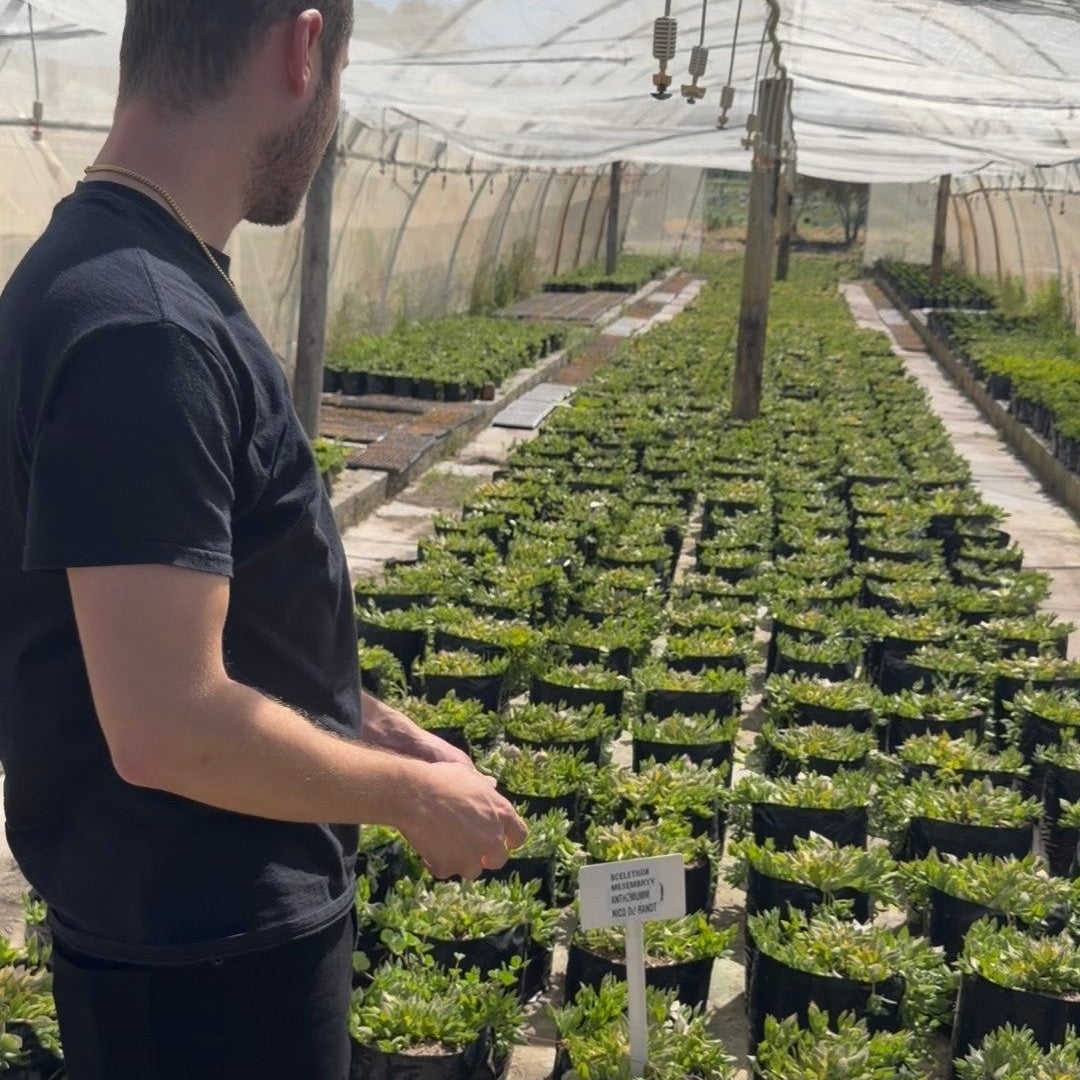 Rows of kanna growing in the nursery tunnel at the Healing Herbals farm in South Africa
