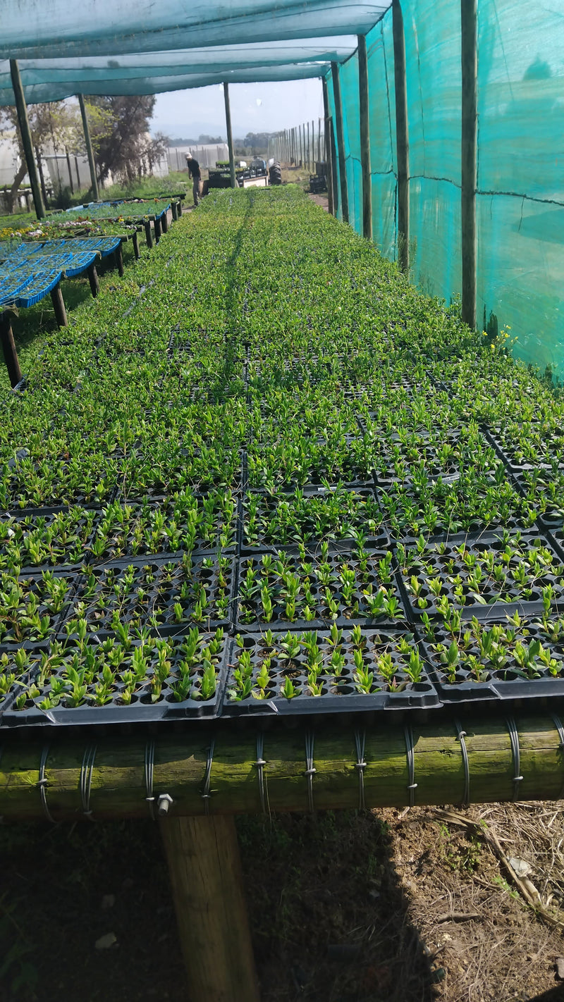 Pictured is a farm tunnel with tables and rows after rows of kanna plants. 