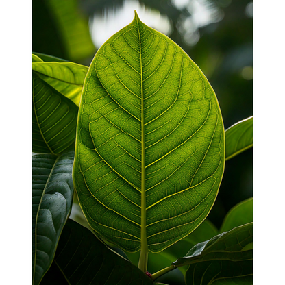 Kava Leaf 